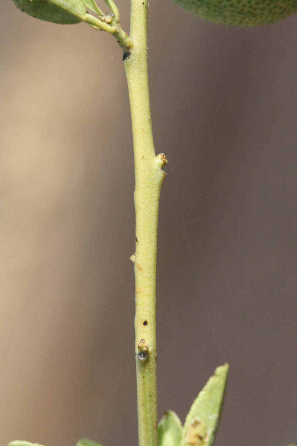              First year twig (Riverside, CA)       